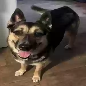 adoptable Dog in Killeen, TX named Heidi