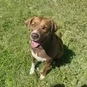 adoptable Dog in Camden, TN named Rex