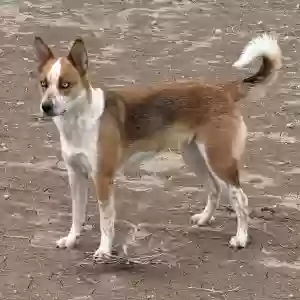 adoptable Dog in Twin Falls, ID named Luna