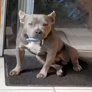 adoptable Dog in Delray Beach, FL named Blue