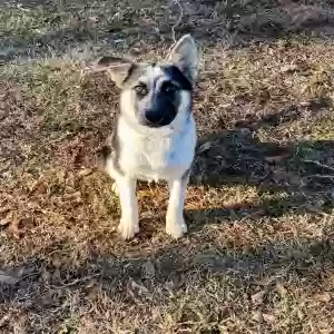 adoptable Dog in Hartwell, GA named Bella