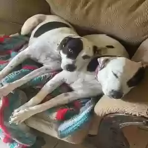 adoptable Dog in Tucson, AZ named Momma, Annie and Alice