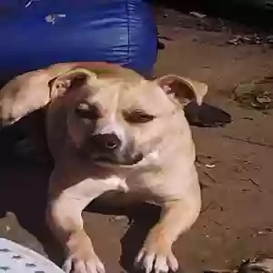 adoptable Dog in Gilroy, CA named Kisha