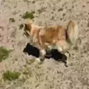 adoptable Dog in Mesa, AZ named Cisco