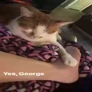 adoptable Cat in Hendersonville, TN named George