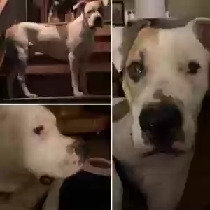 adoptable Dog in Senoia, GA named Gus