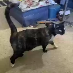 adoptable Cat in Belen, NM named Patches and Bud