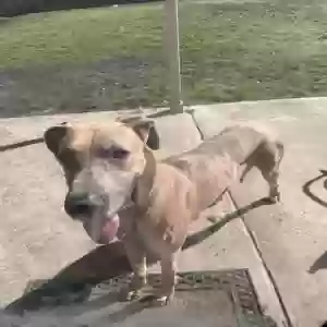 adoptable Dog in Killeen, TX named Simba