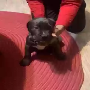 adoptable Dog in Valrico, FL named prince