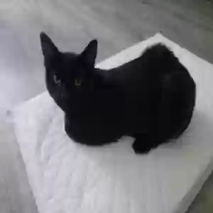 adoptable Cat in Glendale, AZ named Kitten