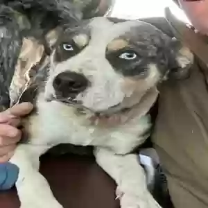 adoptable Dog in Ocean Springs, MS named Maverick