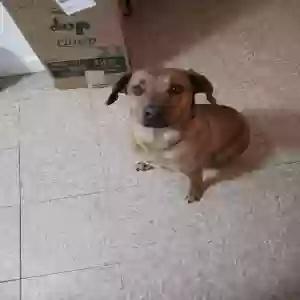 adoptable Dog in Cohutta, GA named Unknown