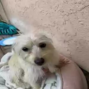 adoptable Dog in San Juan Capistrano, CA named Unknown
