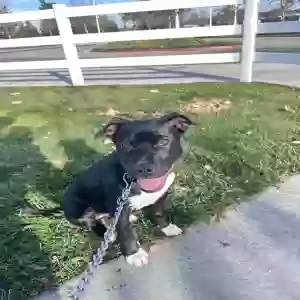 adoptable Dog in Temecula, CA named Scout