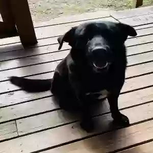adoptable Dog in Opelika, AL named Mack