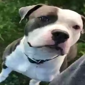 adoptable Dog in Hempstead, NY named Thanos