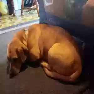 adoptable Dog in Vintondale, PA named Sophie