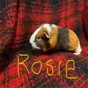 adoptable  in Florence, AZ named Rosie