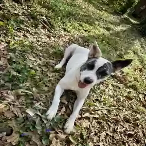 adoptable Dog in Atlanta, GA named Unknown