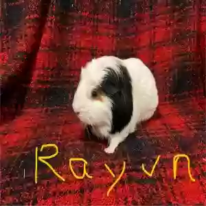 adoptable  in Florence, AZ named Rayvn
