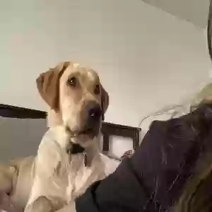adoptable Dog in Herriman, UT named Carl