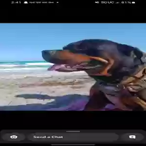 adoptable Dog in Lake Worth, FL named Maxx