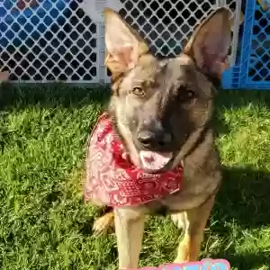 adoptable Dog in Jonesboro, GA named Purple