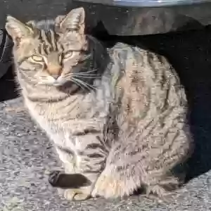 adoptable Cat in Kingsport, TN named Rick