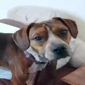 adoptable Dog in Asheboro, NC named Brutus