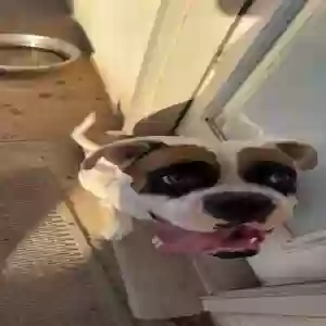 adoptable Dog in El Paso, TX named Coke