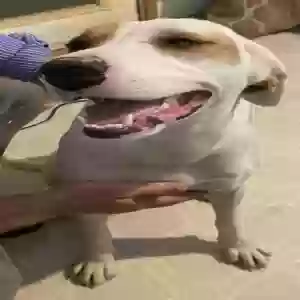 adoptable Dog in Horton, AL named Missy