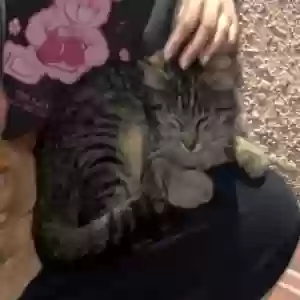 adoptable Cat in Santa Ana, CA named pinky