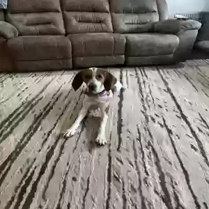 adoptable Dog in Redding, CA named Ruby