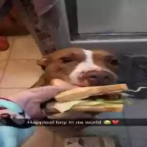 adoptable Dog in Georgetown, DE named Waffles