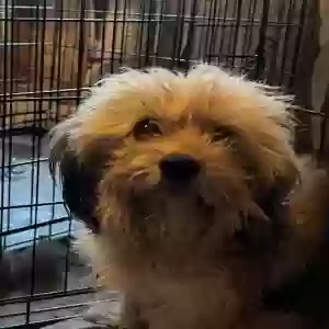 adoptable Dog in Prescott Valley, AZ named Te Amo