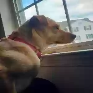 adoptable Dog in Columbus, GA named Sky