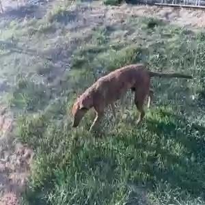 adoptable Dog in Lucerne Valley, CA named Oden