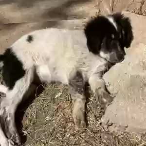 adoptable Dog in Camp Verde, AZ named Puppy