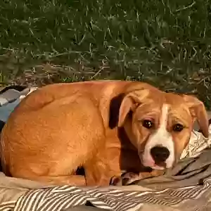 adoptable Dog in Houston, TX named Charlie