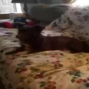 adoptable Dog in Monroe, GA named Duke