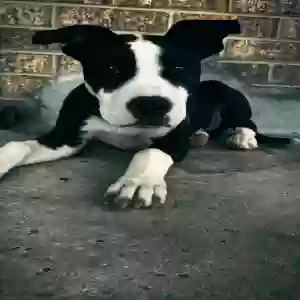 adoptable Dog in Augusta, GA named Bruno