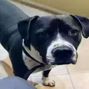 adoptable Dog in Buckeye, AZ named Masta