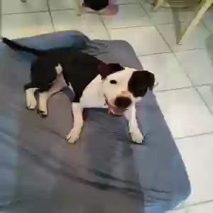 adoptable Dog in Spring Hill, FL named Bama