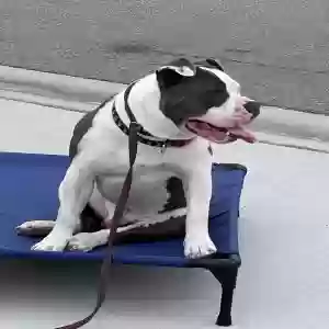 adoptable Dog in Zephyrhills, FL named Troy