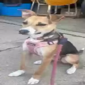 adoptable Dog in Kenosha, WI named Unknown