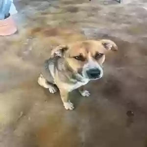 adoptable Dog in Buckeye, AZ named Chip