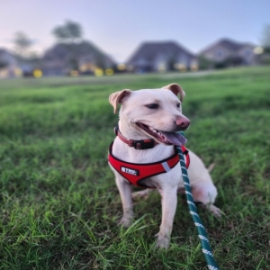 adoptable Dog in Aubrey, TX named Comet
