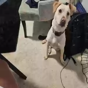 adoptable Dog in Aubrey, TX named Comet