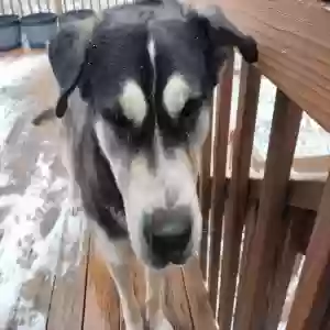 adoptable Dog in Blackfoot, ID named Bubs