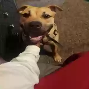 adoptable Dog in Bedford, TX named Bruno